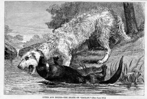 Otterhound dog and otter - dog, fight