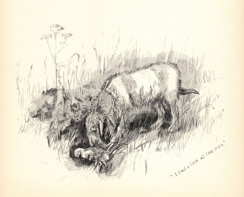 Antique otterhound print - antique,
